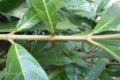 Ficus squamosa